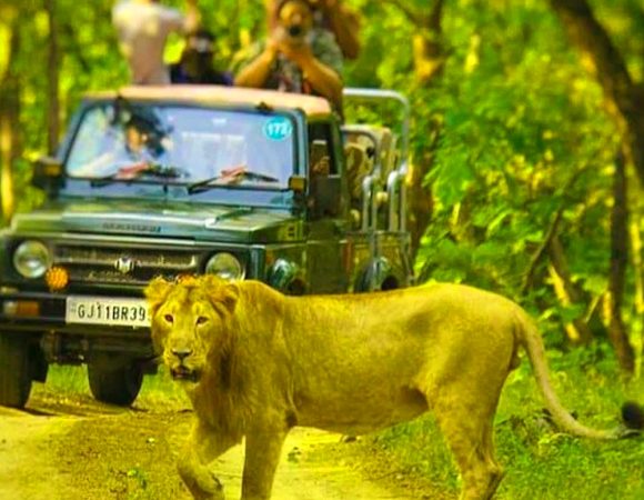 Gir National Park Wildlife Safari