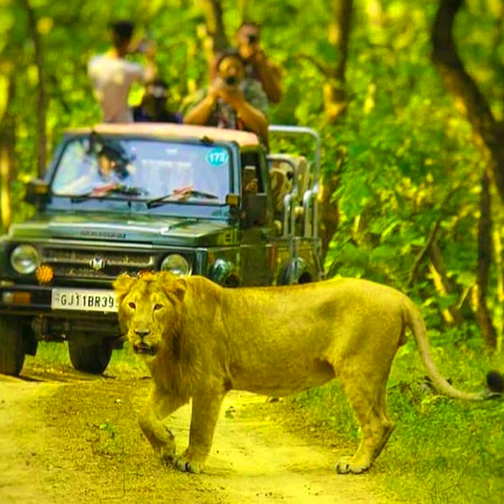 Gir National Park Wildlife Safari