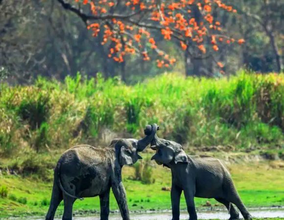 Kaziranga National Park Safari
