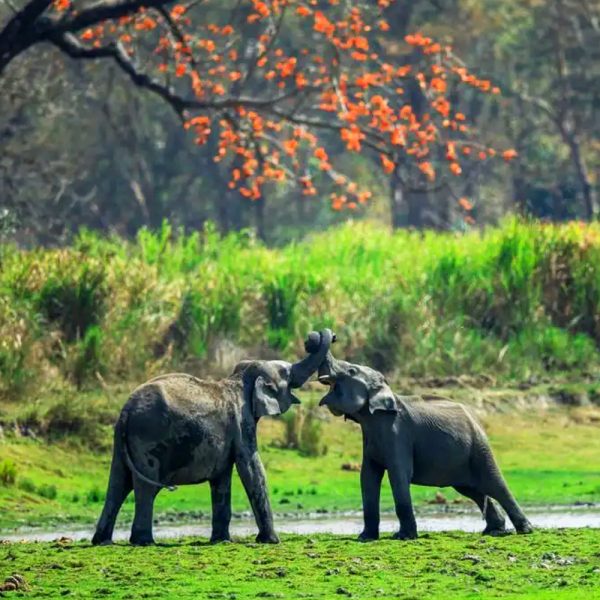 Kaziranga National Park Safari
