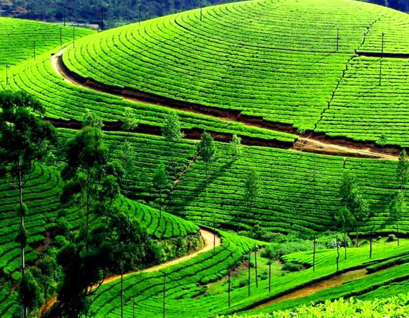 Munnar Tea Plantations and Hill Stations