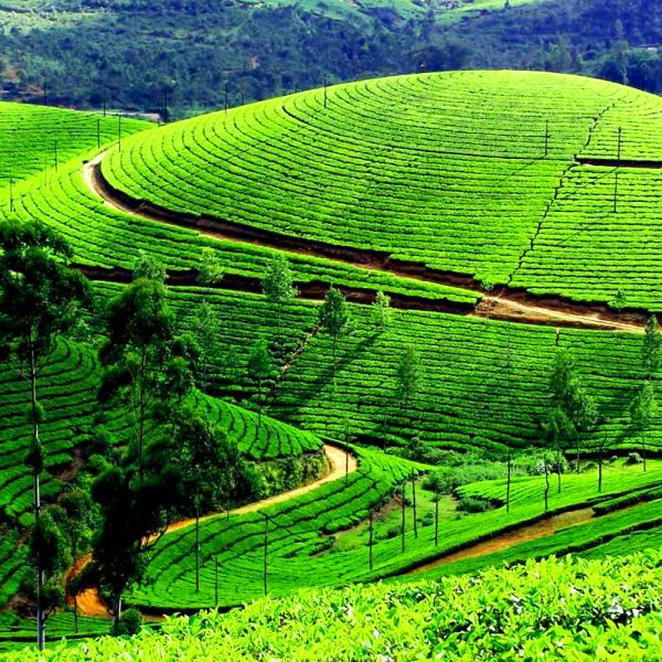 Munnar Tea Plantations and Hill Stations