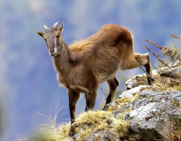 Tirthan Valley Wildlife Safari