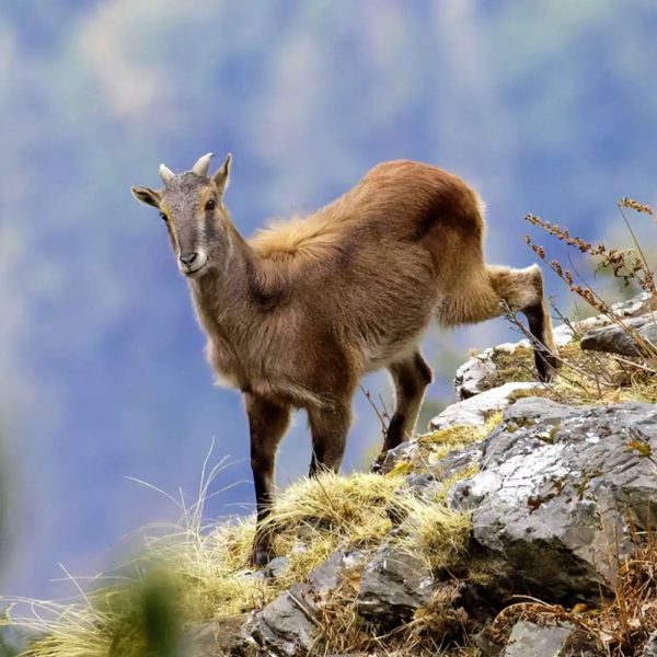 Tirthan Valley Wildlife Safari