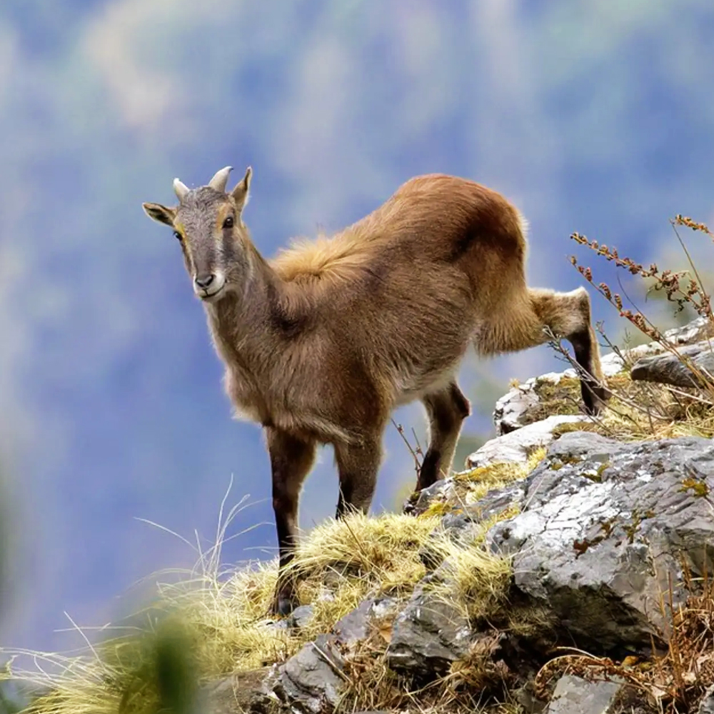 Tirthan Valley Wildlife Safari
