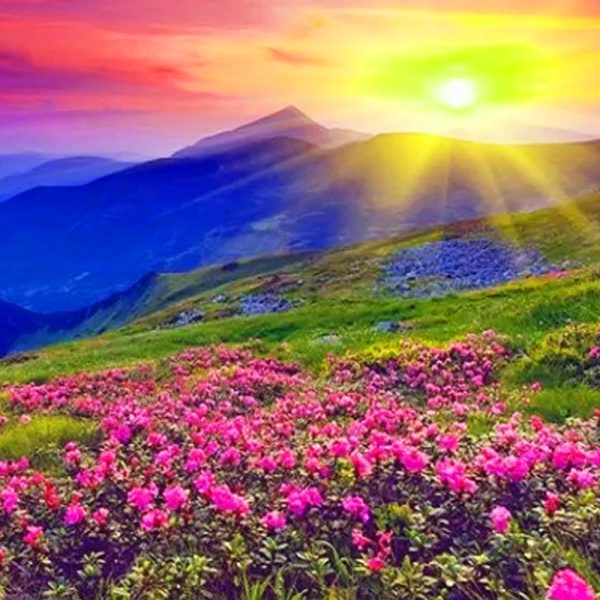 Valley of Flowers and Hemkund Sahib Trek