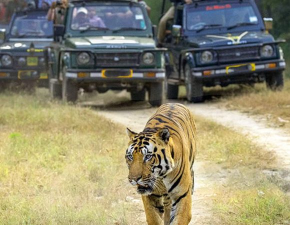 Dudhwa National Park Wildlife Safari