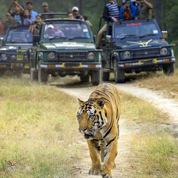 Dudhwa National Park Wildlife Safari
