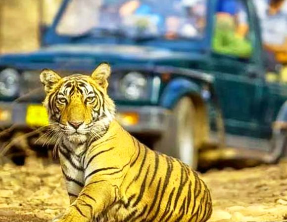 Ranthambore National Park Safari