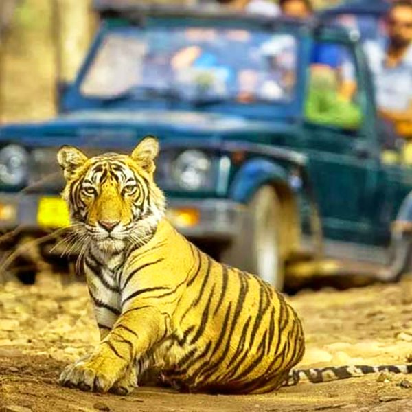 Ranthambore National Park Safari